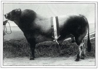 NEDERLANDS PIEMONTESE STAMBOEK Reglement van het Piemontese ras in het land