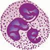 Hematopoïese Multipotente stamcel Myeloïde stamcel Lymfoïde stamcel Proerythoblast Myeloblast Megakaryoblast Lymfoblast T B
