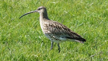 De grootste aantallen zijn in augustus en september te zien. Daarna trekken de vogels naar het zuiden om te overwinteren in het Middellandse Zeegebied.