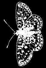 De vlinderwerkgroep uit Zuidwolde heeft intensief gezocht, helaas niets gevonden, maar met het idee dat het in de Elperstroom ook onverwacht kan veranderen blijf je ook voor het Reestdal hopen.