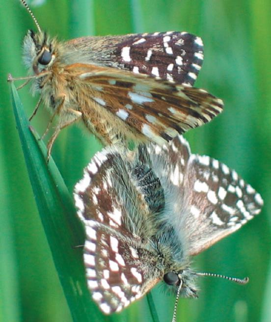 Aardbeivlinders in Drenthe Verslag van een onderzoek Jelle de Vries foto s: Ron Soenveld Elk jaar onderzoekt de Vlinderwerkgroep Drenthe één of meer vlindersoorten welke een speciale status in