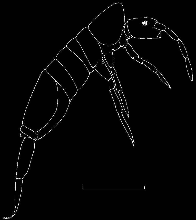 Figure 2 Habitus of Lepidocyrtus paradoxus (fixated in 70% alcohol and cleared in 5% koh). Drawing Matty Berg. kop. De monddelen zijn wit. Het eerste antennelid is meestal wit, soms crèmekleurig.