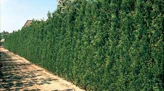 Taxus media Hillii 50/60 mkl. 60/80 mkl.