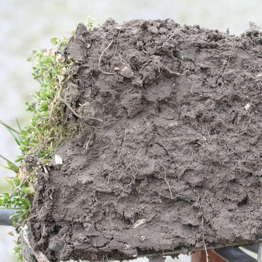 Potstalmest vers Dunne mest rundvee Minerale mest GFT compost met dunne mest Kippenmest Natuurcompost GFT compost 100 80 60 40 20 0 (% 0-20 cm in 2004) Groencompost 0 25 50 75 100 125 (aantal per m 3