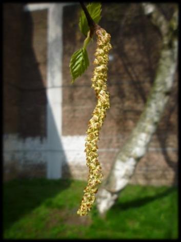 ook van de fysiologische cyclus van de boom.