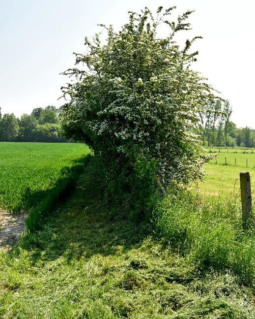 Dit moet door de gebruikers kunnen worden bewezen, een (occasioneel) afgesloten weg of een bordje plaatsen kan deze verjaring tenietdoen.