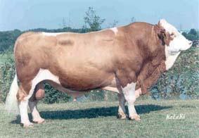Meest gebruikte fleckviehstier ooit Super hoog eiwit % Gestegen naar 121 voor duurzaamheid Zeer goed karakter Ideaal voor (te) scherpe koeien