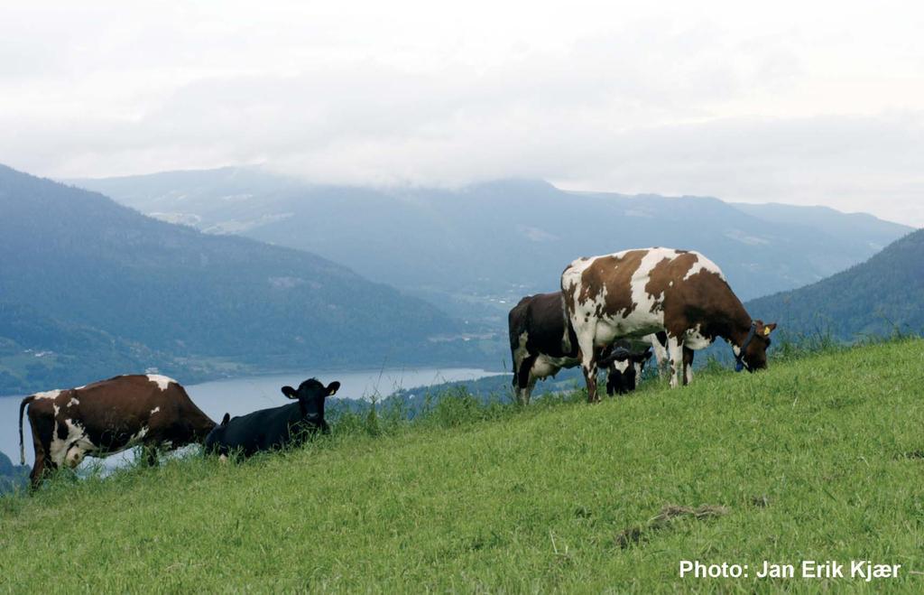 Noors roodbont Iers succes voor Noorse Roden De superieure vruchtbaarheid en reproductieve aanleg van het Noorse ras (NRF) overtrof zelfs de prestaties van de kruislingen van Montbeliarde x Holstein