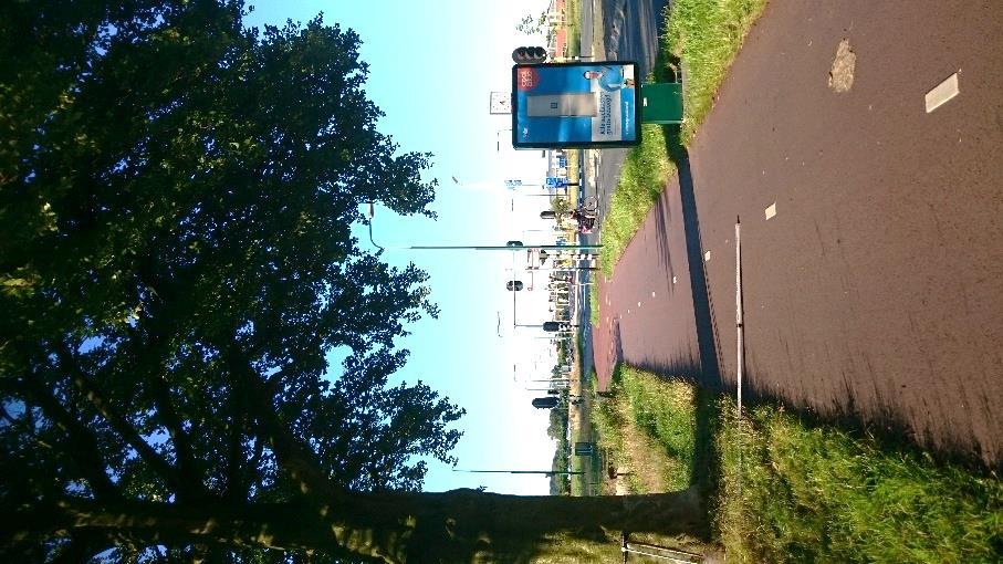 Foto links: in het talud zijn op 2 meter vanuit de boom geen zwaardere wortels dan 3 cm aangetroffen. Foto rechts: de rood gestreepte lijn geeft aan waar de rand van de nieuwe busbaan zou komen.