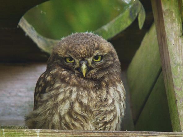 meeste projecten uitgevoerd voor de groep erfvogels en uilen.