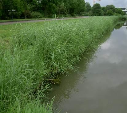 Waterhuishoudkundig beheerde oever Kwaliteitsbeschrijving: De oeverbegroeiing op de oever bestaat meestal uit rietvegetatie met ruigtekruiden.