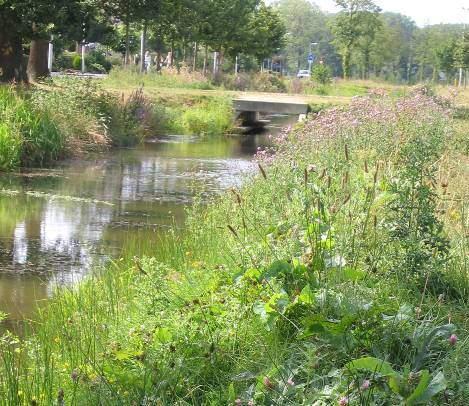 Kwaliteitsnorm: per 100 m1 gemeten op de waterlijn < 5% storingsvegetatie aanwezig, geen houtige gewassen; Grasvegetatie dat bestaat uit een fijn mozaïek van verschillende grassoorten (o.a. reukgras