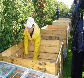 werktechniek en het benutten van de variatie in lichaamslengte van de medewerkers, zoals beschreven bij de pluktrein van groot belang.