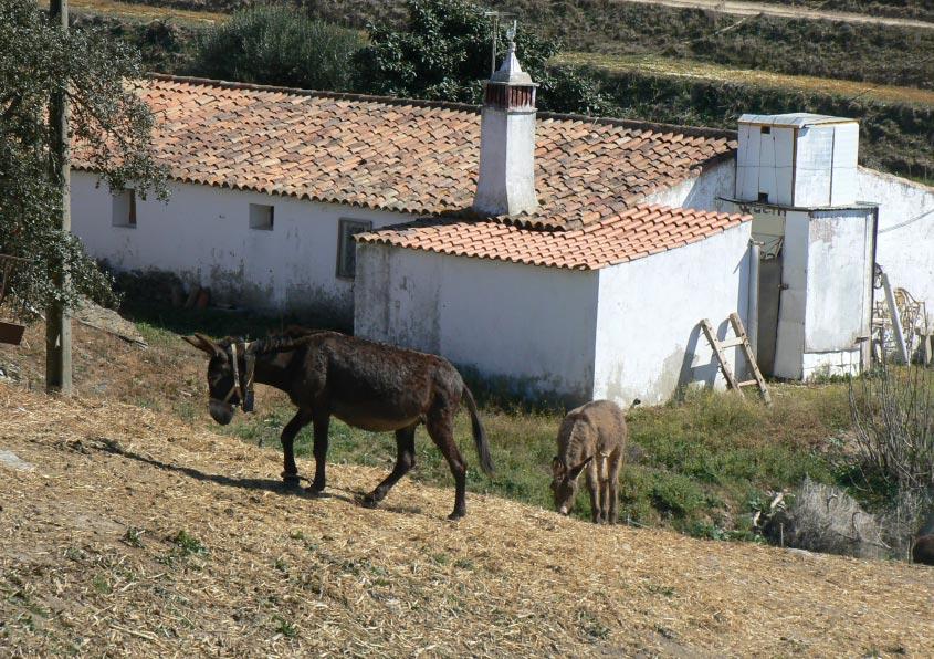 São Marcos da