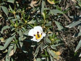 Cistus