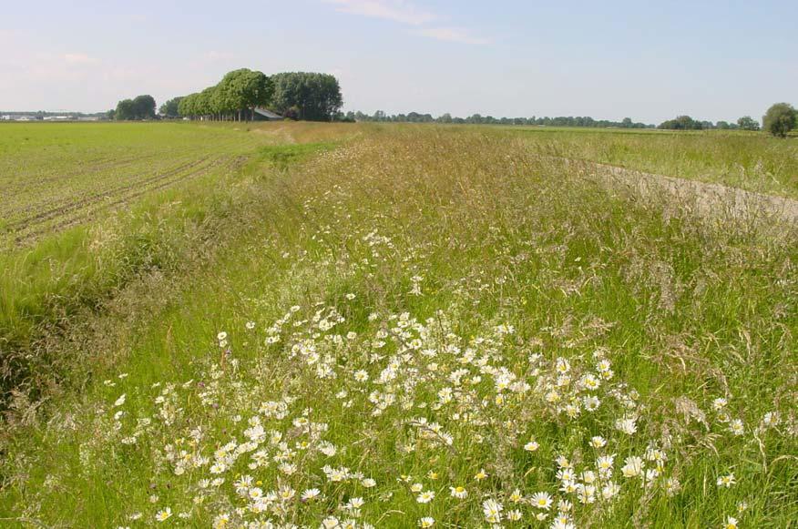 Ook goed beheerde bermen, zoals langs de Weerensteinweg