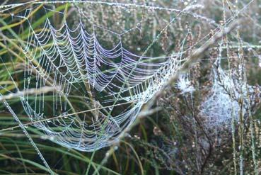 10 OKTOBER HERFSTWANDELING Op zondag 10 oktober organiseren wij een herfstwandeling in het Liesbos.