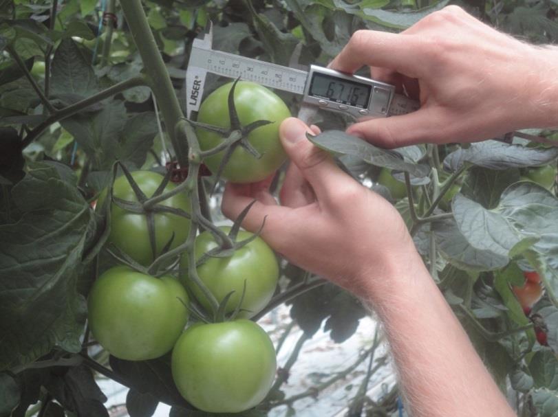 Figuur 11 - Opvolgen van de groei van tomaten.