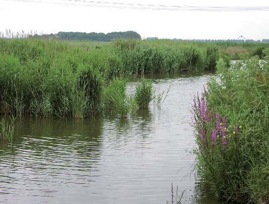 Ecologische zone zone Langs de bestaande sloot aan de Zaalberg wordt een natuurlijke oever