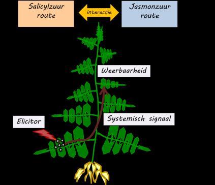 verbeteren Geïnduceerde weerbaarheid plant