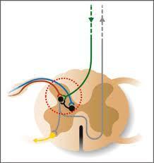 De rol van de dorsale hoorn Sensiebele input is sterk georganiseerd, zowel topografisch als type vezel Sleutelbegrip