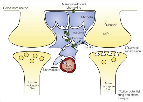 During nociception, neuronal and non-neuronal cells communicate with each other.