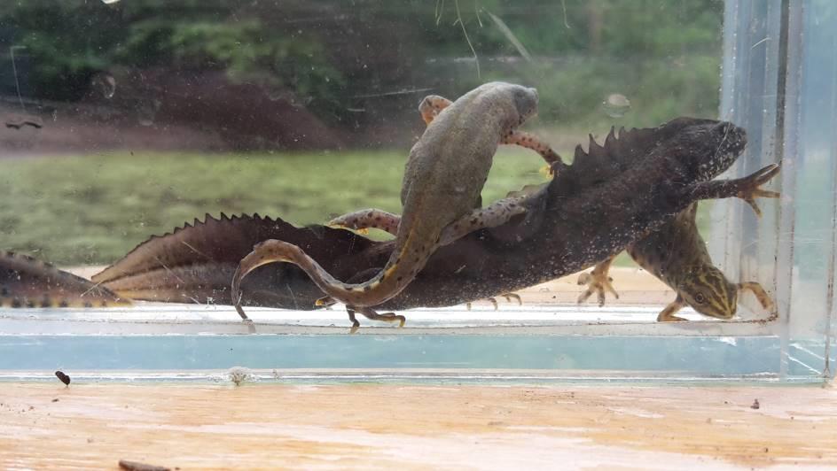 Figuur 2 In actie bij poel 2. Poel 3 Deze poel ligt in het zuidoosten van het terrein en heeft het karakter van een matig zuur ven. Het heeft een vegetatie van o.a. (duizendknoop?