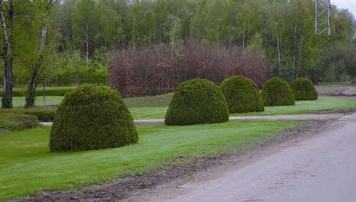 BOXTREE GALVA De BOXTREE kan gebruikt worden in zowel openbare domeinen, als in private tuinen.