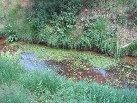 org lage genetische diversiteit Dauteweyers Doodsgeleeg (Kolberg) 1% (laag) 80% (zeer hoog) vegetatief