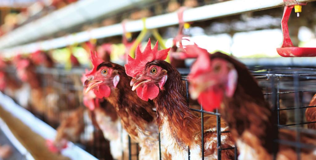 Je gaat het verschrikkelijk Middelvinger Niks geen zweverigheid in haar lessen. Ze stak eens haar middelvinger op naar een vogel die voor het raam van het klaslokaal te ijverig kwinkeleerden.