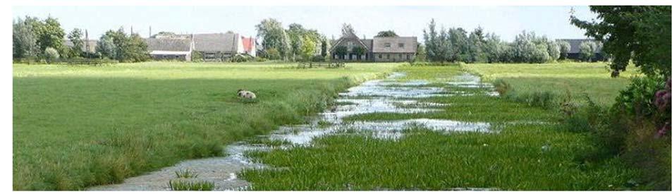 Slootkantenbeheer en biodiversiteit in boerenlandsloten 5.