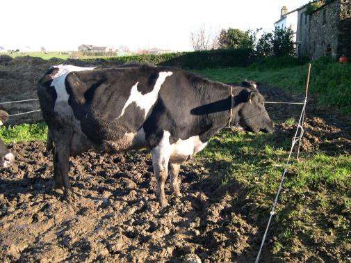 Voorbeeld: volgende bedrijfssituatie Enkel melkvee Gemiddeld aantal runderen: 300 Gemiddeld aantal koeien in lactatie: