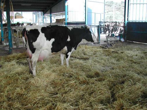 per koe Voornaamste klacht: te hoog tankmelkcelgetal Droogstandsmanagement: Duur: 4-5 weken in één keer droogzetten