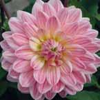 Bright Diamond Dahlia Waterl. English Breakfast Bonesta wit met roze nerf...................... 110 VII-X 110 275, Bright Diamond wit, rozerood gevlamd (nieuw).