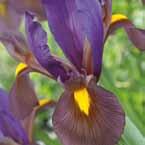 Iris hollandica (vervolg) Andere Iris Iris 'Mount Everest Mount Everest wit.