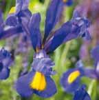 ......................... 60-80 VI-VII 10/op 35, 9/10 30, 8/9 25, 7/8 15, Iris Pioneer Professional blauw.