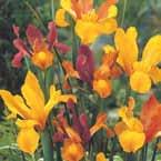 Iris hollandica (vervolg) Gemengde Iris Beauty Super Mix mengsel van 10 Beauty