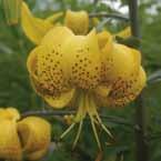 Lilium (vervolg) Lilium 'Fusion' Fata Morgana geel, aziaat, gevulde bloemen.