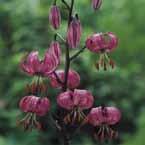 ................ 80 VIII 18/op 450, 16/18 400, Lilium 'Henryi' Golden Splendour donkergeel, trompet.