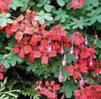 parvifolia crèmewit.............................. 70 VI 6/op 35, 5/6 30, Tropaeolum Tropaeolum tub.var. Ken.Aslet speciosum rood.