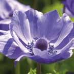 Anemone coronaria, enkel De Caen prima mengsel, beste kleuren.