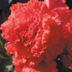 ................. 20-25 VI 5/op 60, 4/5 40, Babiana stricta Begonia Dubbel in 8 kleuren, import.