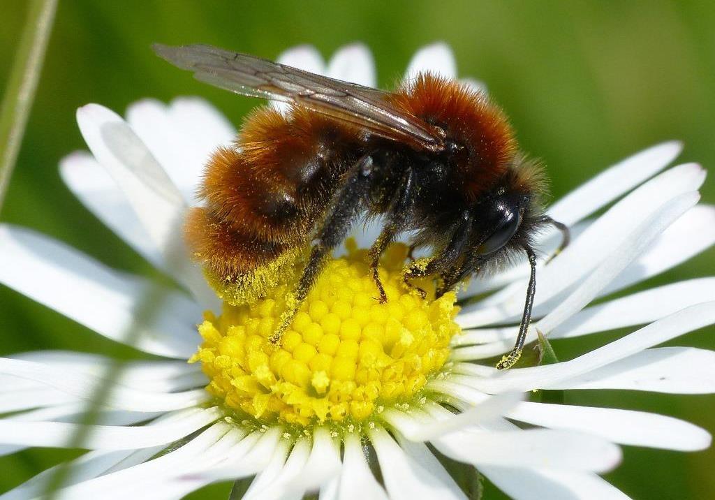 A3.2 Wetenschappelijke monitoring Om te onderzoeken of de maatregelen die genomen worden om het Bijenlandschap te realiseren het gewenste effect hebben op de wilde bijenfauna, heeft EIS-Kenniscentrum