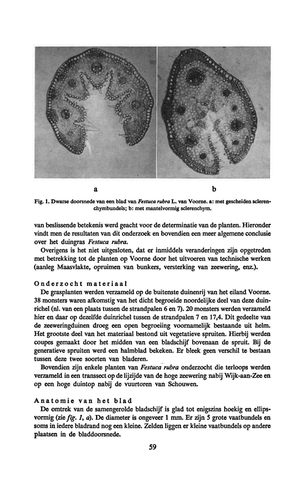 a b Fig. 1. Dwarse doorsnede van een blad vanfestuca rubra L. van Voorne. a: met gescheiden sclerenchymbundels; b: met mantelvormigsclerenchym.