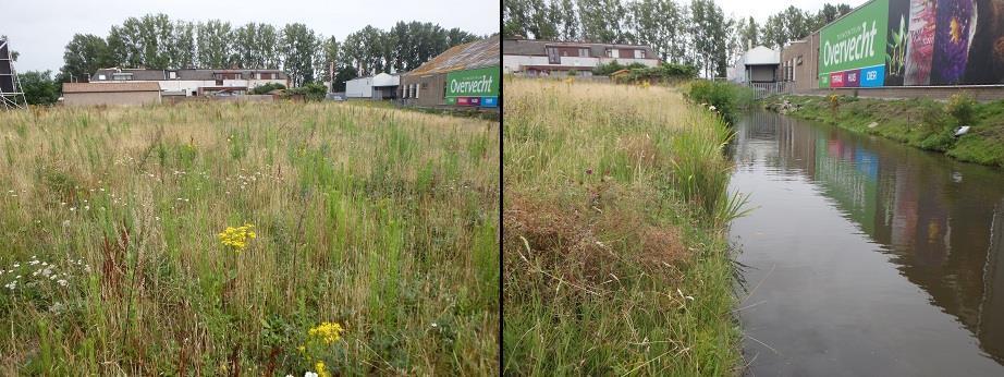 5 Resultaten gebiedsonderzoek 5.1 Gebiedsbeschrijving 5.1.1 Overvecht De deellocatie Overvecht bestaat uit een braakliggend stuk grond aan de Zevenwoudenlaan. De locatie is afgesloten middels hekwerk.