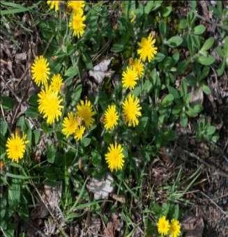 Helichrysum