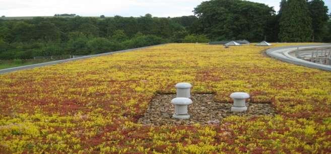 substraatlaag = beperkte waterretentie Beperkte plantenkeuze (planten van groep 1, van het type sedum, die lange periodes van droogte