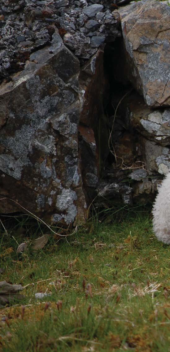 Schapen worden één- of tweemaal per jaar geschoren. De eerste keer dat een schaap geschoren wordt noemen we de wol lamswol.