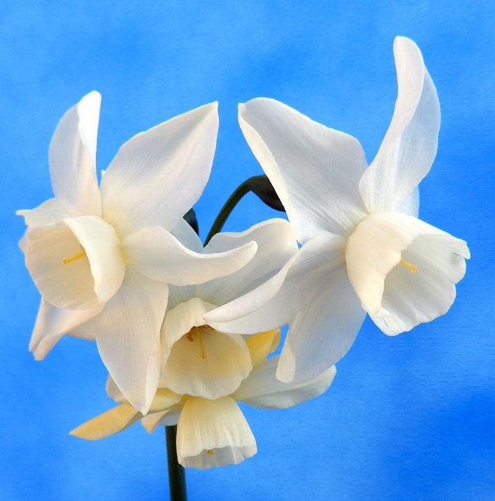 Narcissus Chiva (Jonquilla en Apodanthus Groep) Edibulbcode: 75039 Registrant: De Goede Bulbivaria B.V., Breezand. Samenvatting: geel 2A en geel 5A. Winner: uit Engeland.