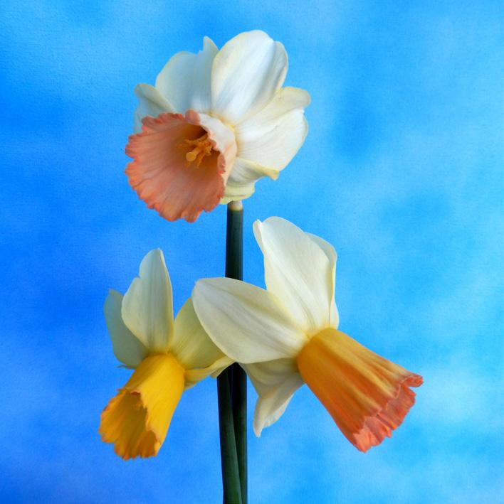 Narcissus Jaffauna (Dubbele Groep) Edibulbcode: 85989 Registrant: H. Wijnhout, Hillegom. Samenvatting: geel 5B met geeloranje 23B. Winner: Th. van der Hulst, Sassenheim.